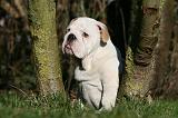 BULLDOG ANGLAIS 094